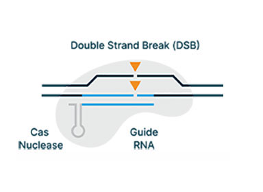 Bespoke Nucleases